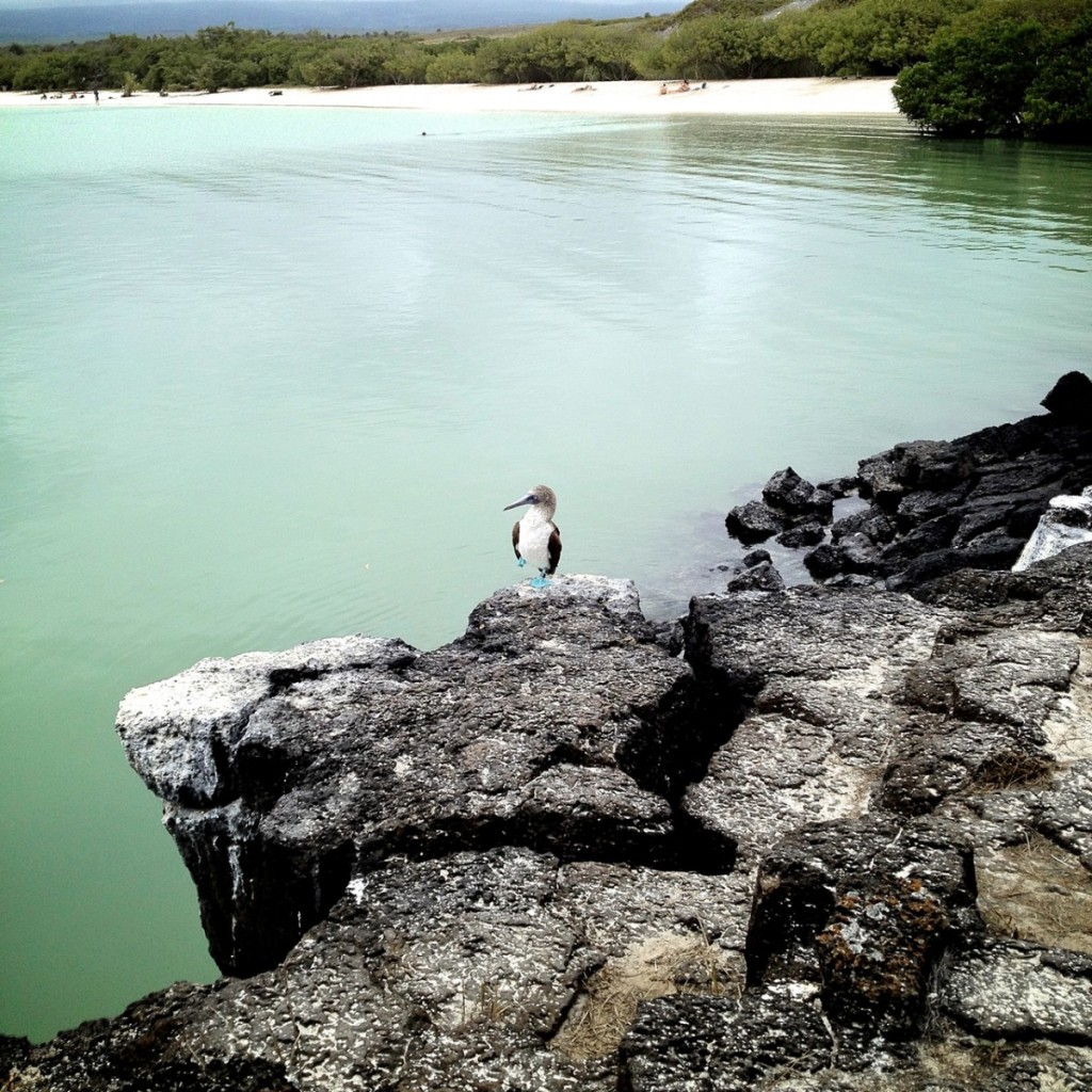 A blue-footed boobie holds a pose. "You have to tip him," I told a very earnest lady after she took his picture.